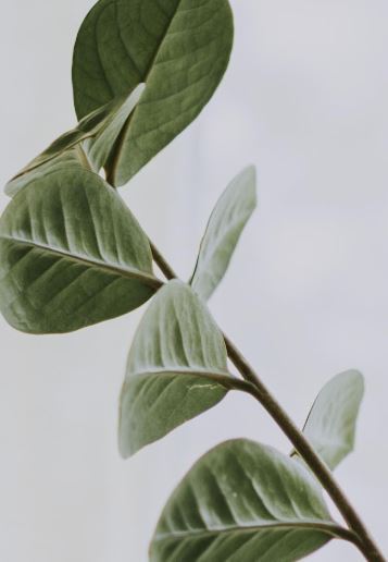 Green leaves on a branch